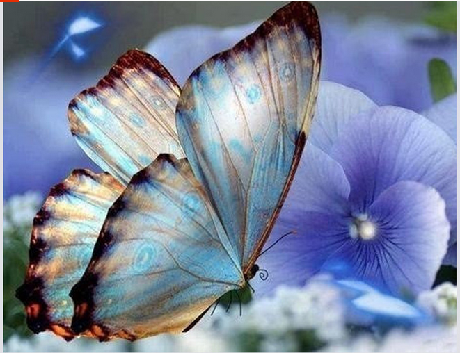 Wonderbaarlijk blauwe vlinder op bloem, diamond painting met vierkante rhinestones CQ-84