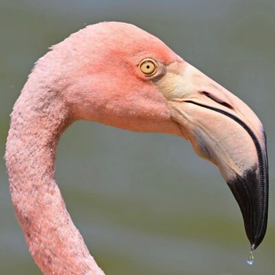een flamingo kop